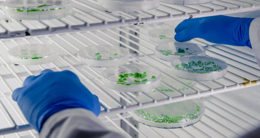 HACCP for Microbiologists: Step-by-Step Guide from Hazards to Critical Control Points